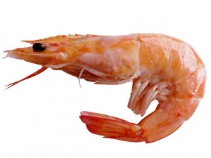 spot-prawn-opt